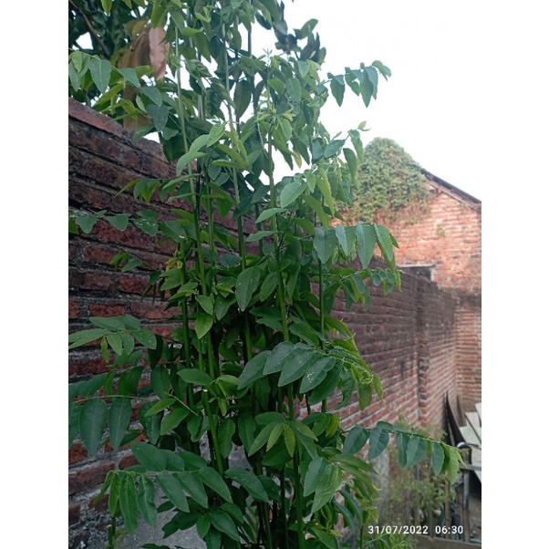 

Daun katuk segar