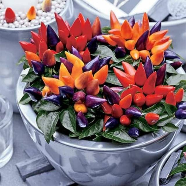 Benih - Biji - Bibit Cabe Hias Cabe Unik Hias Cabai Maya Mambo Pepper