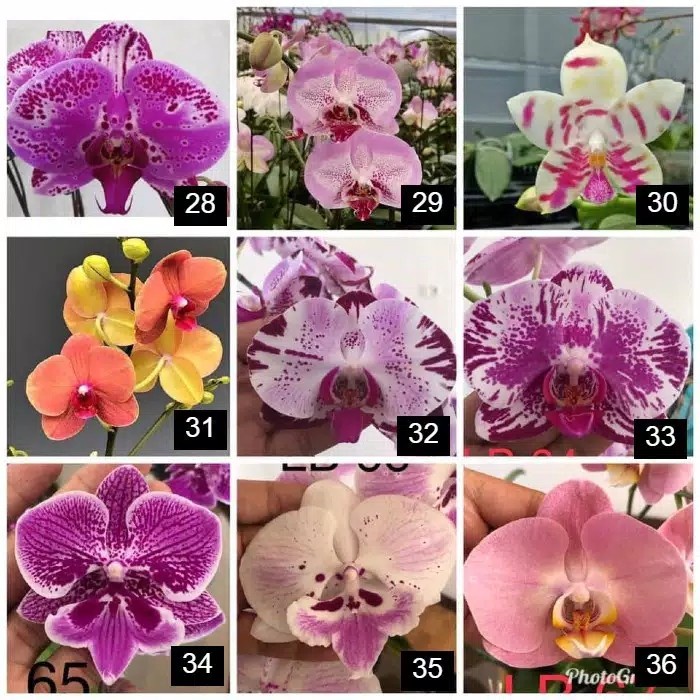 anggrek bulan spike 2 bunga hybrid spike murah