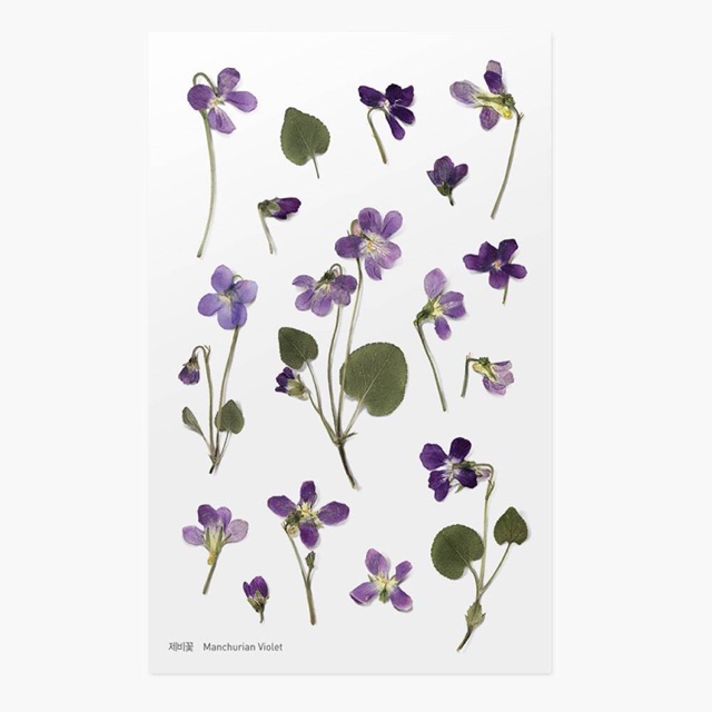 

Appree Pressed Flower Sticker - Manchurian Violet [011]