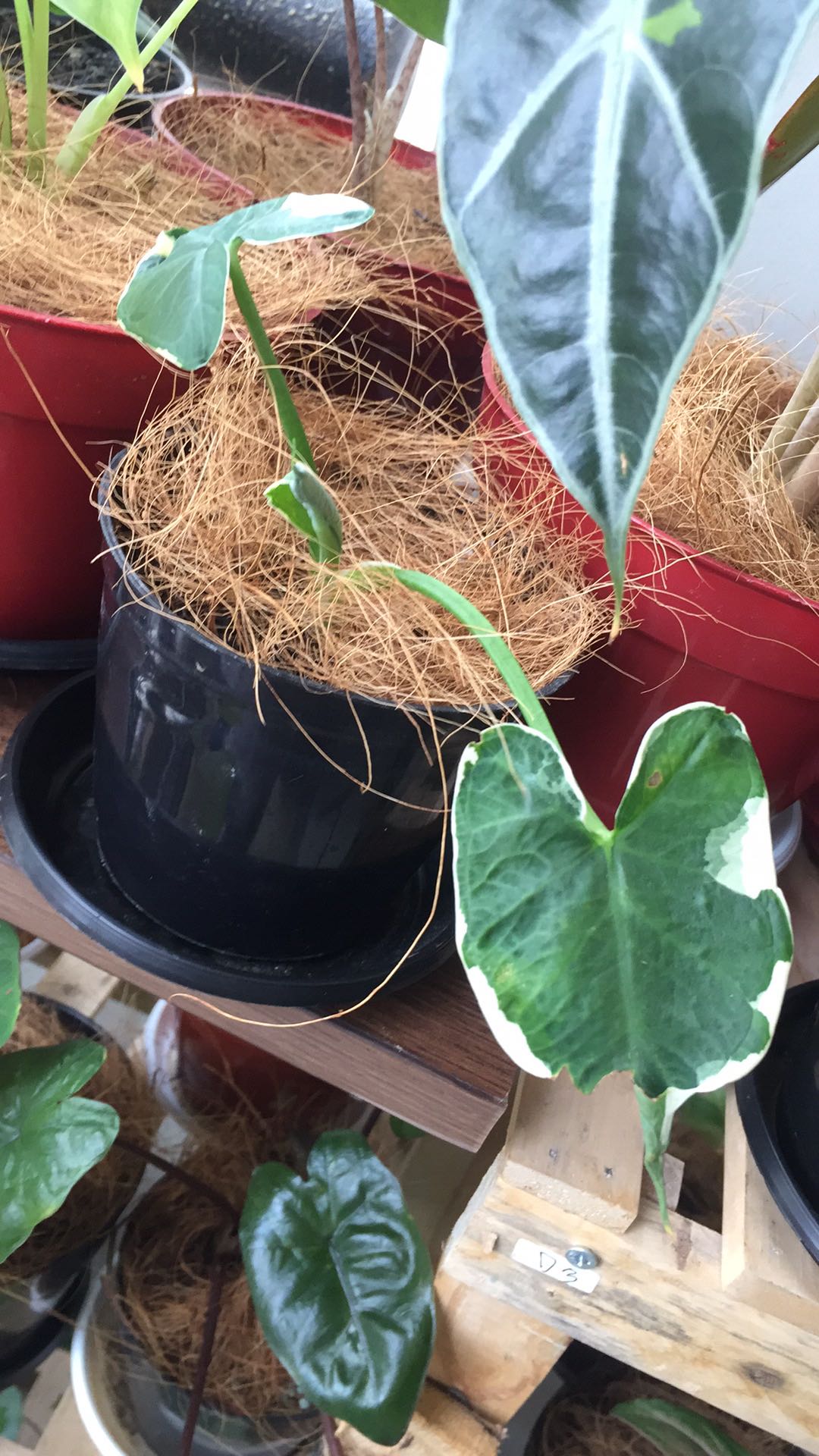 Keladi Kantong Semar Tanaman Hias