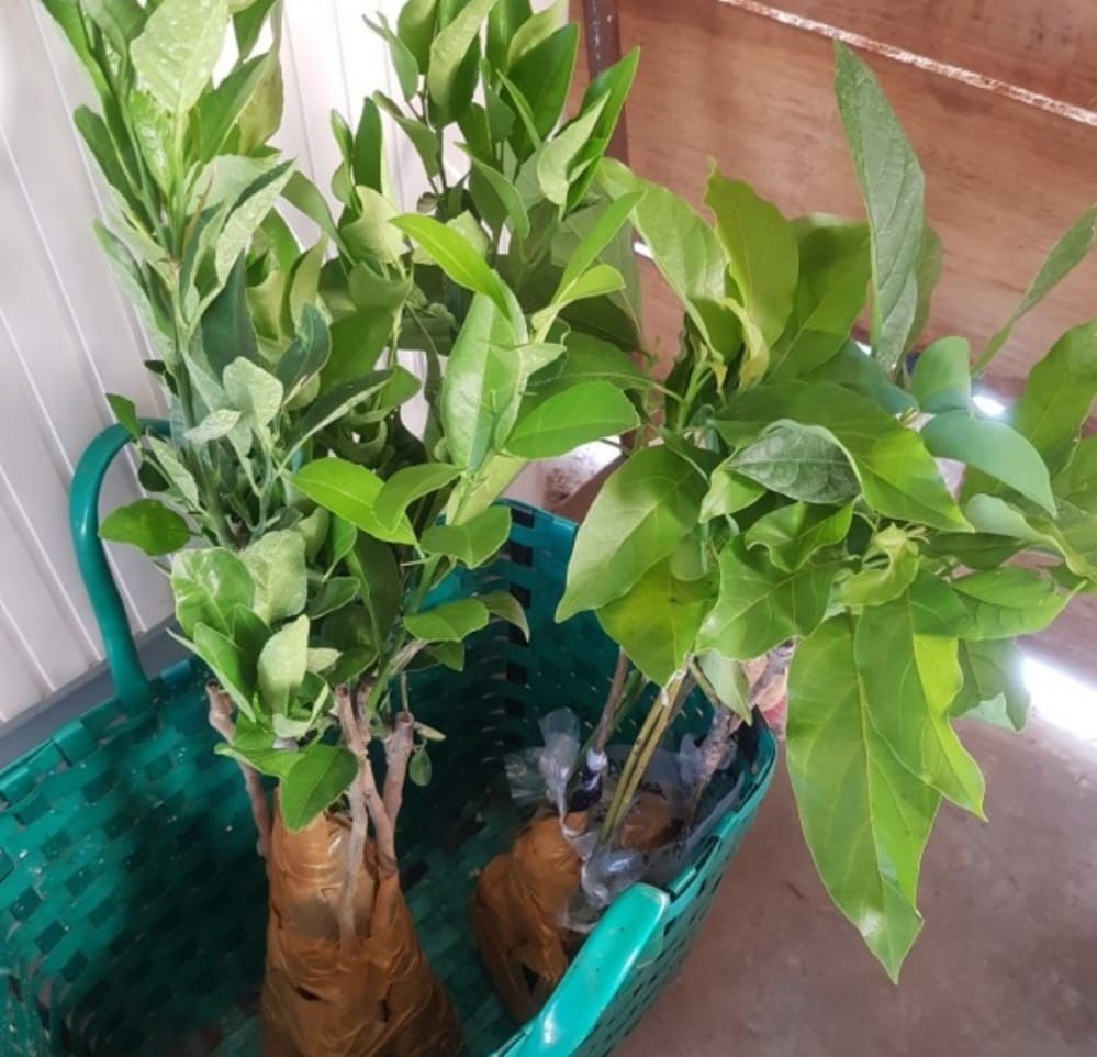 Terlaris  Bibit Tanaman Buah Alpukat Hass Asli!!!!