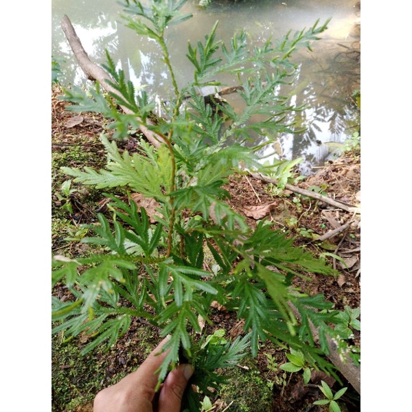 

Daun ceker ayam Segar [300gram]