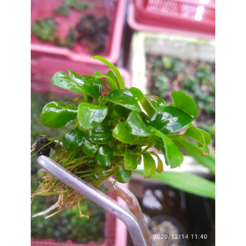 Anubias Nana Mini Indukan