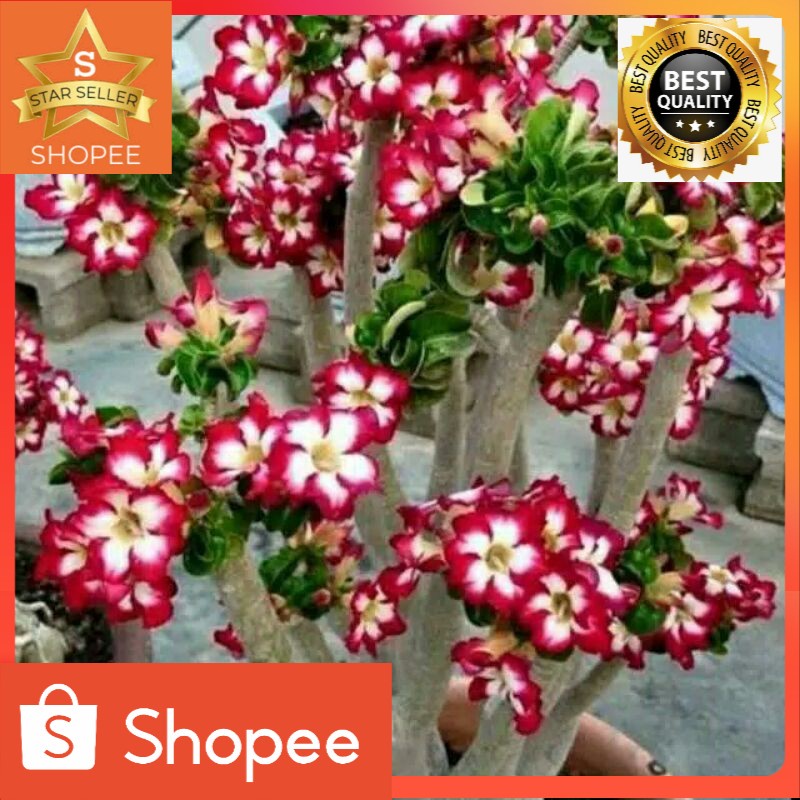 bibit tanaman hias adenium bunga tumpuk merah putih