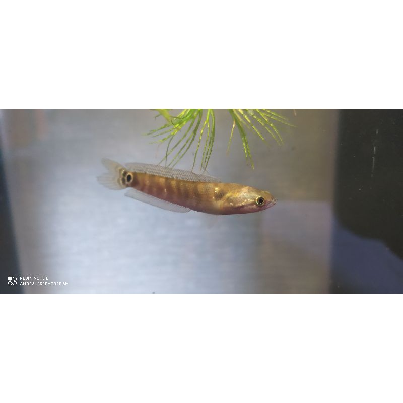 Channa asiatica 7cm unik duble tail