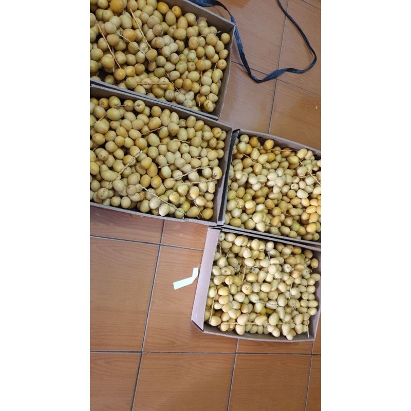 

Kurma Muda 1 Kg