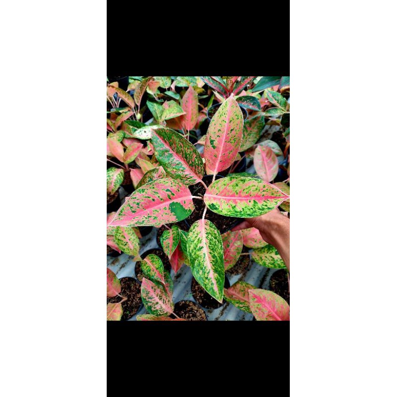 [COD✅] Aglaonema Big Roy