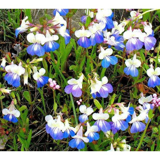 Benih Bibit Biji - Bunga Giant Blue Eyed Mary Flower Seeds - IMPORT