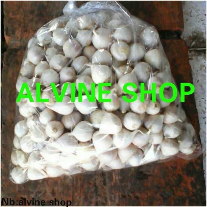 

DASYAT BAWANG PUTIH TUNGGAL/BAWANG LANANG !!!