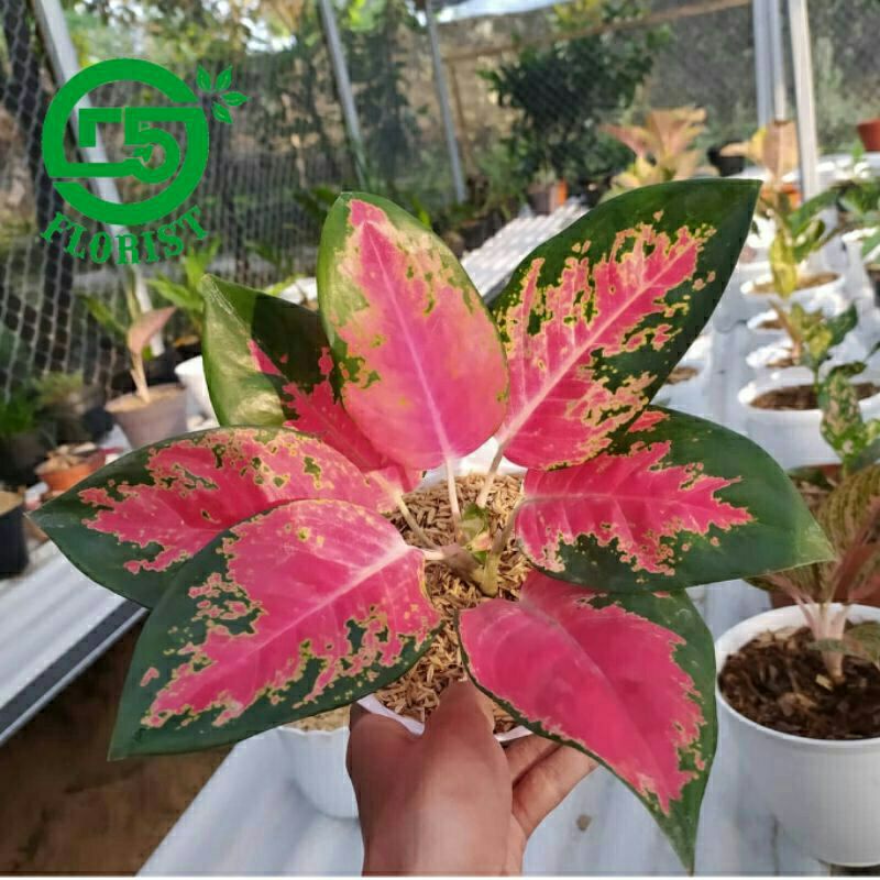 aglonema kocin paramuay