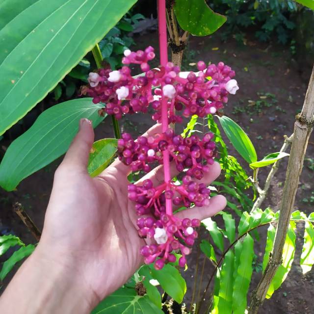 

Parijoto 150gram muria masih segar (IKHTIAR PROMIL)