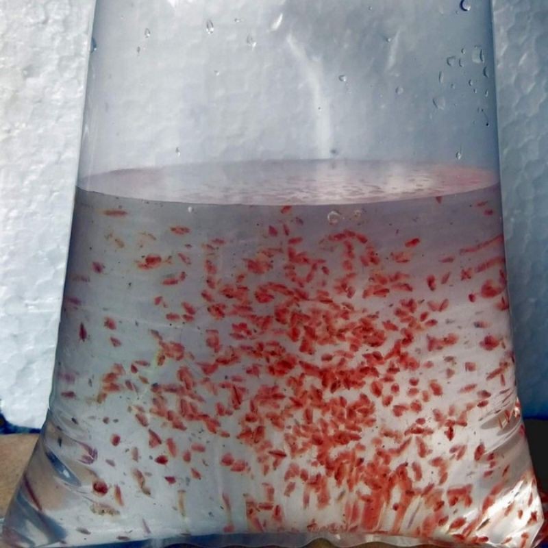 DAPHNIA MAGNA KUTU AIR RAKSASA / KUTIR DAPNIA MAGNA DM PAKAN CUPANG