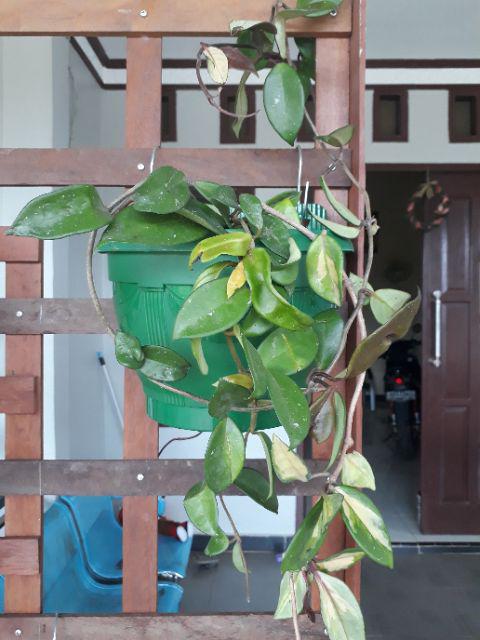  Tanaman  hias pot gantung  Hoya  cornosa tricolor size rimbun 