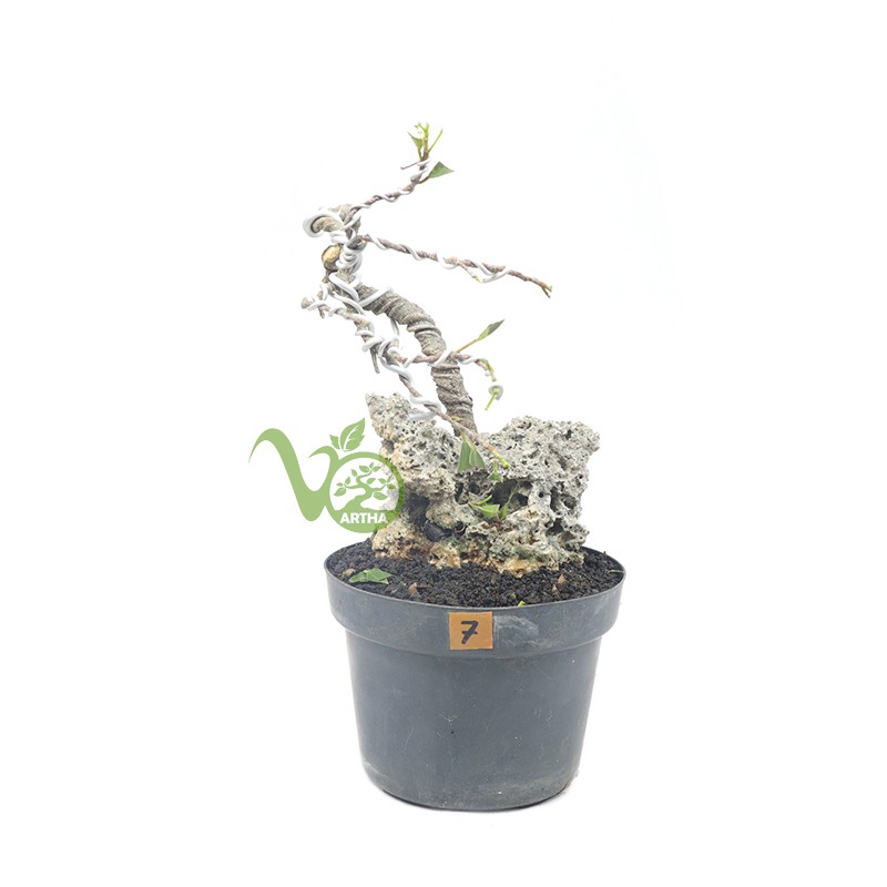 Bonsai Mame Kimeng - 7