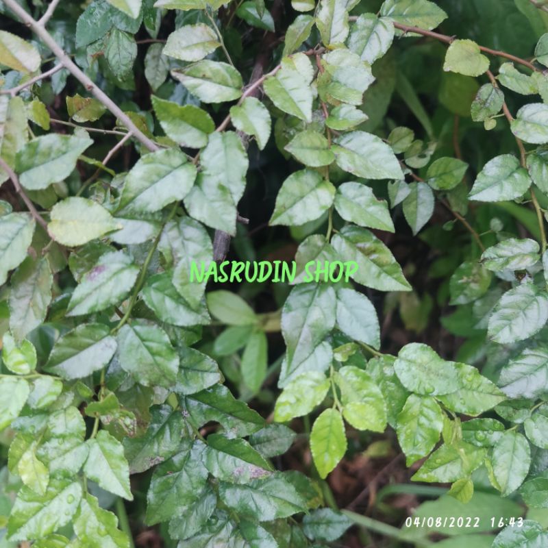 

[Fresh] BAHAN BONSAI PANTEX / SAGERETIA THEA ( BONGGOLAN )
