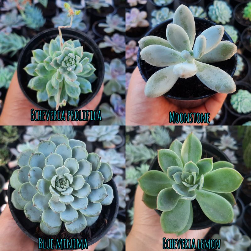 Sukulen Bebas Pilih Jenis Kaktus Sukulen Mini Tanaman Hias Hidup Succulent Sekulen mini