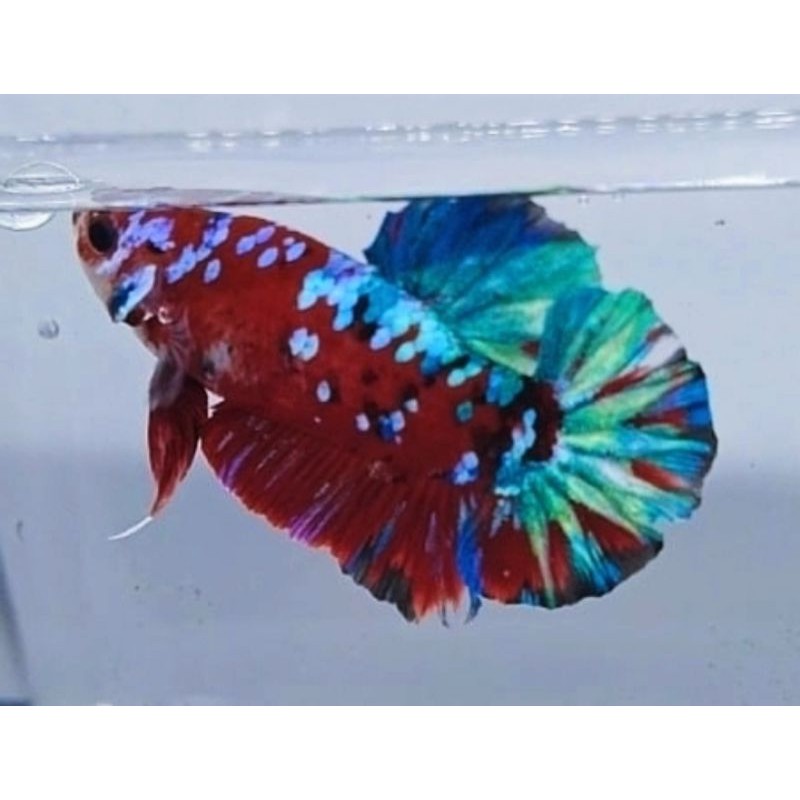 CUPANG MULTICOLOUR / KOI GALAXY / NEMO GALAXY / ORANGE BASE / YELLOW BASE