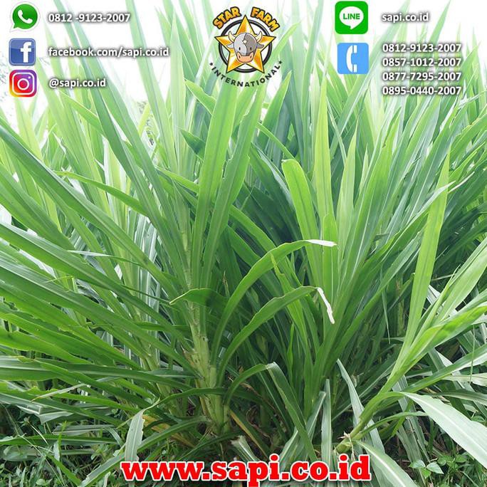 Bibit Rumput Odot 200 Stek