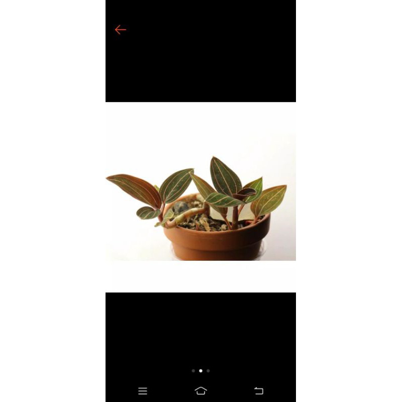 Tanaman hias jewel orchid Ludicia discolour