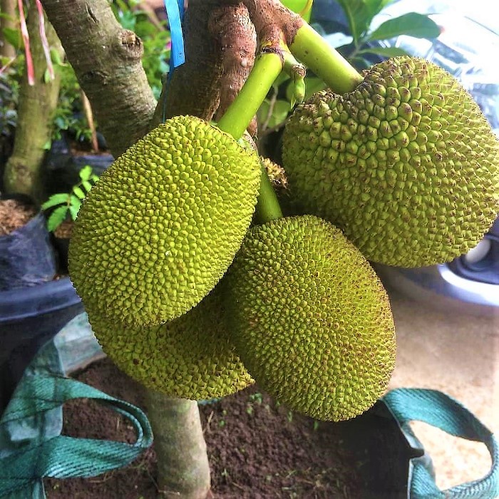 Bibit Tanaman Buah NANGKA MINI Premium