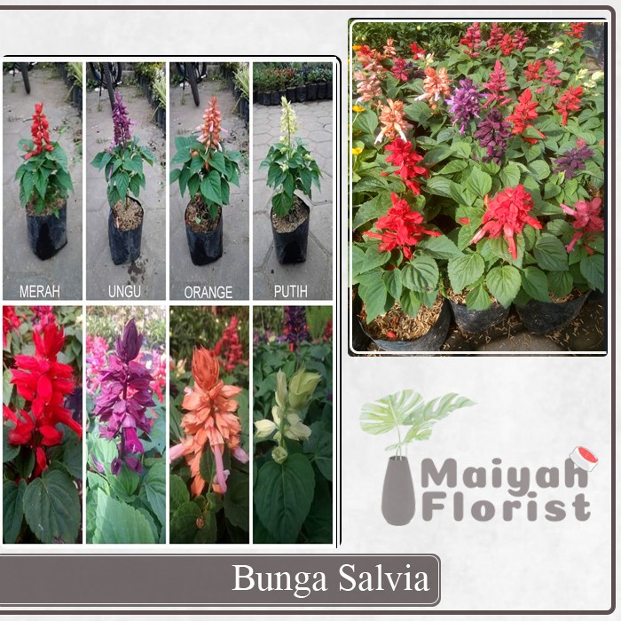 Bunga Salvia - Penurun Demam - Herbal - Tanaman Hias