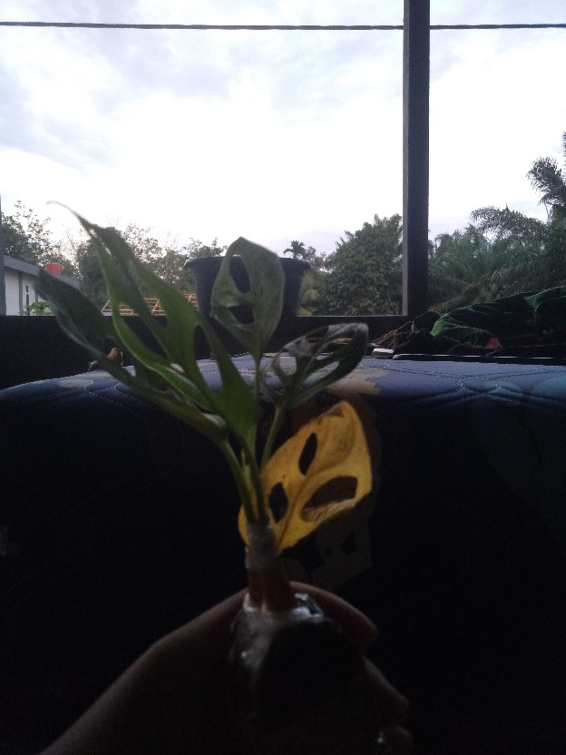 Pohon Janda Bolong Monstera Adansoni Accuminata Monstera Adansonii Acuminata