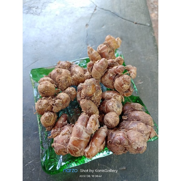 

Kencur fresh 1 kg baru panen