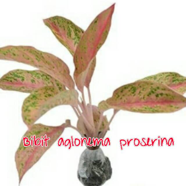Bibit bunga aglonema proserina