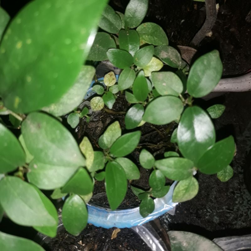 Bibit Beringin_Iprik_Dolar_Dolar Korea - Semai biji