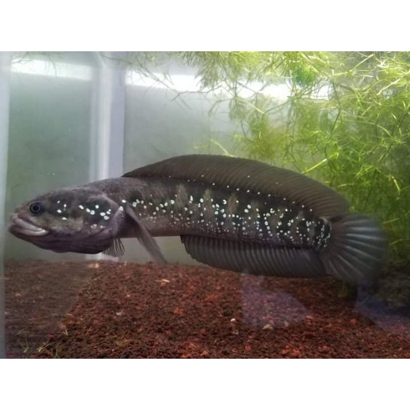 Channa asiatica ws pure 11cm(TERMURAH)