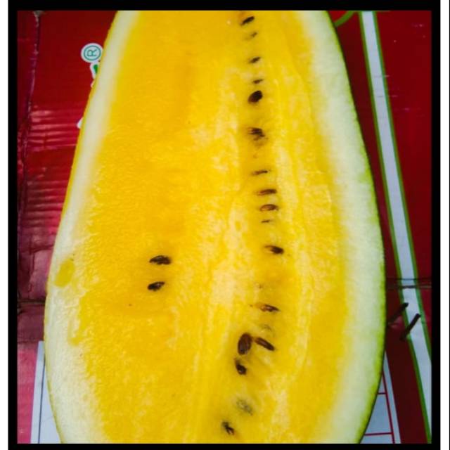 

Semangka kuning ukuran 2kg