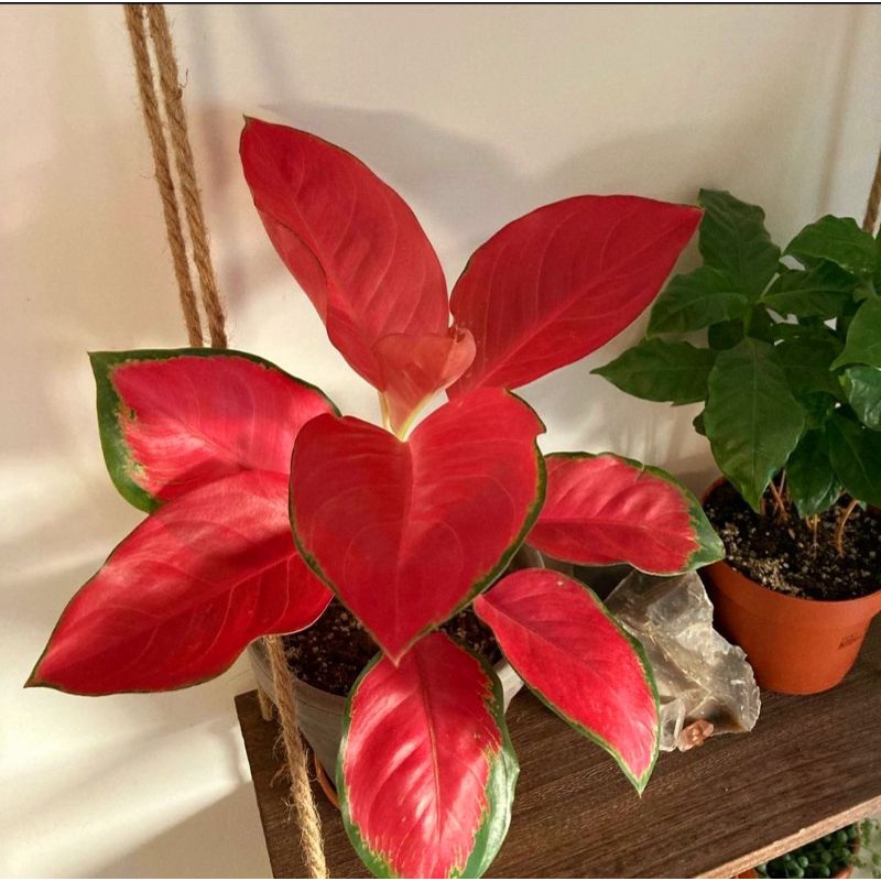 Aglonema khocin paramuai merah remaja - tanaman hias hidup - bunga hidup - bunga aglonema - aglaonem