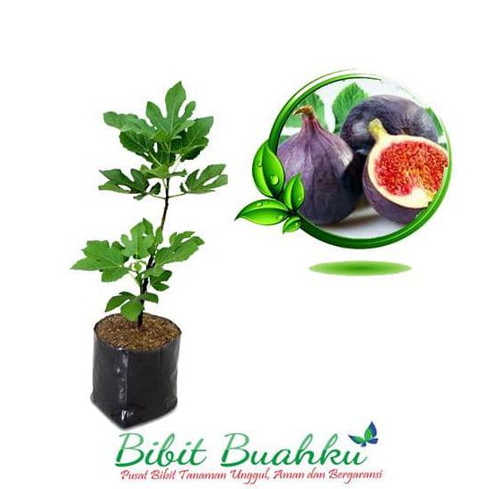 Cod Bibit Tanaman Buah Tin Purple Jordan 35 Cm Up Cod