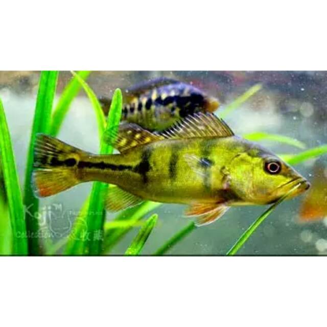 Ikan Peacock Bass, Pbass Kelberi