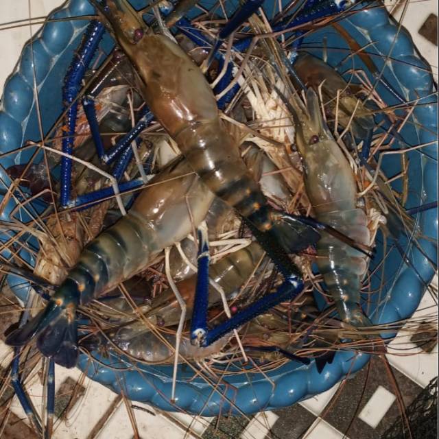 

undang galah 4-7 ekor perkilo