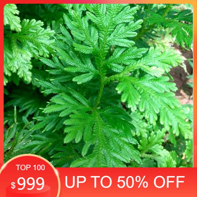 

Ready stock Daun cakar ayam segar 1kg organik siap petik