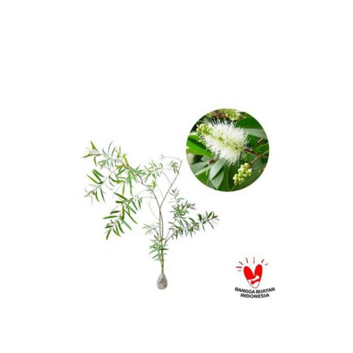 paket 5 bibit tanaman kayu putih bibit kayu putih unggul