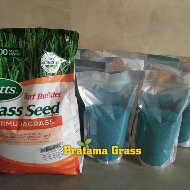 Benih rumput jepang - benih rumput golf - bibit rumput taman