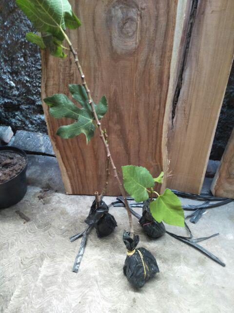 Promo 3 Bibit Buah Tin Green Y, Purple Y, Brown Turky