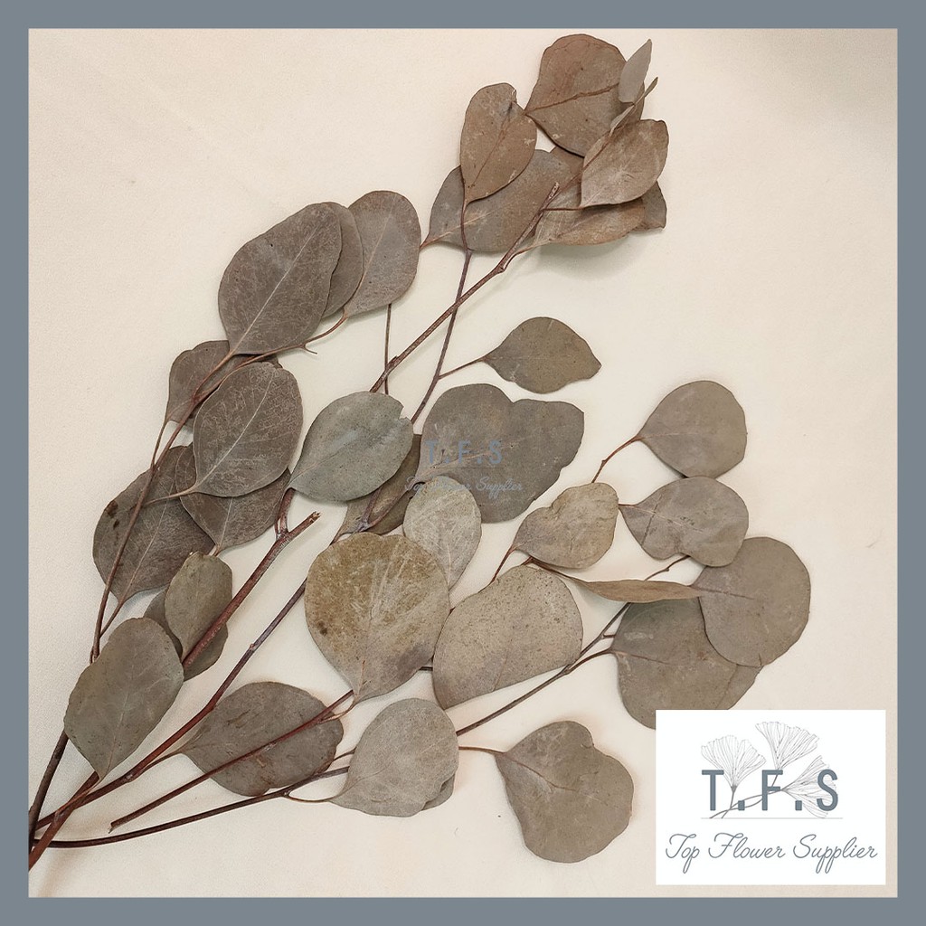 Dried Short Eucalyptus Leaf Daun Kering Asli Import Dekor Hias Taman Rumah