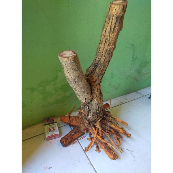 bahan bonsai dongkelan sisir