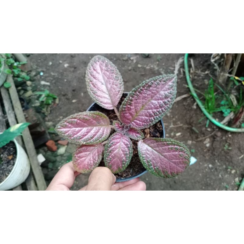 Episcia Strawberry pink