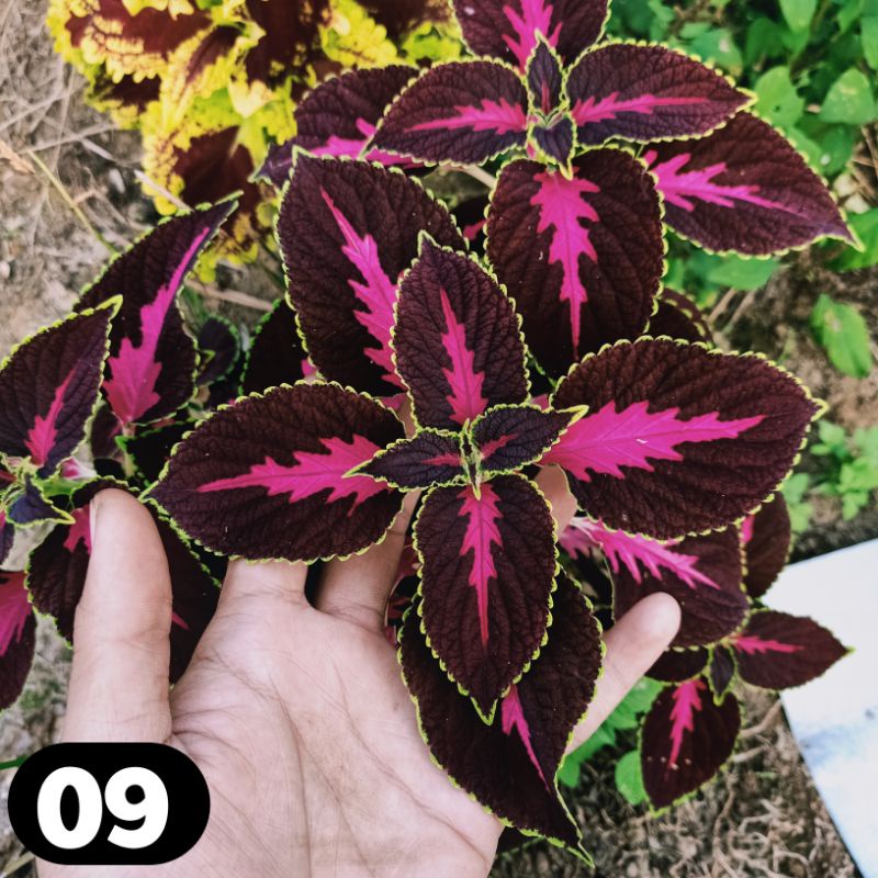 miana coleus jawer kotok iler tanaman hias murah bunga miana premium miana langka miana murah miyana