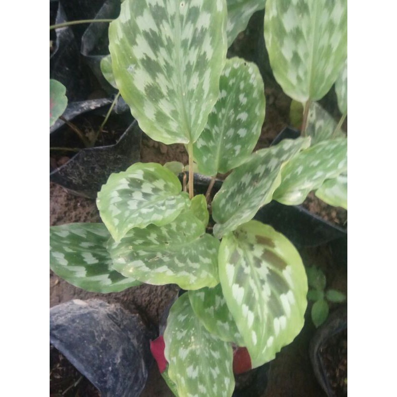 BUNGA EKOR MERAK - CALATEA EKOR MERAK - BUNGA EKOR MERAK - EKOR merak