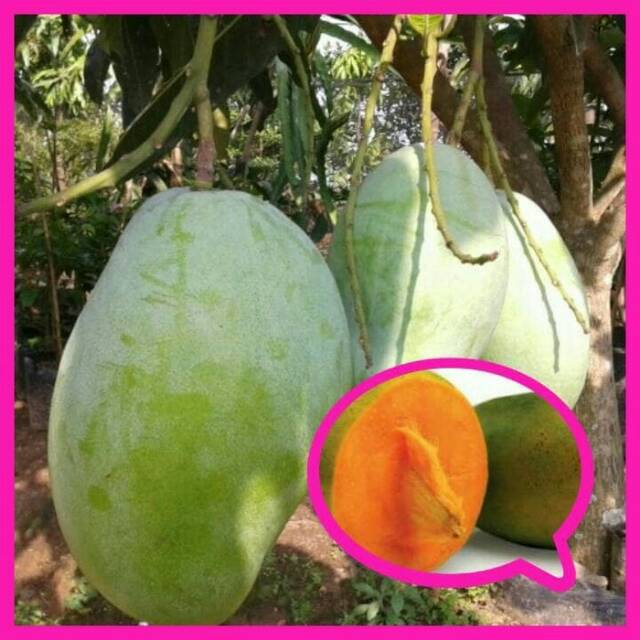 Bibit Tanaman buah Mangga Gajah