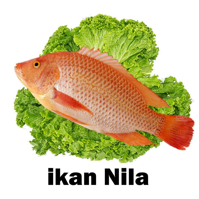 

IKAN NILA HIDUP SEGAR EVITA FRESH FISH
