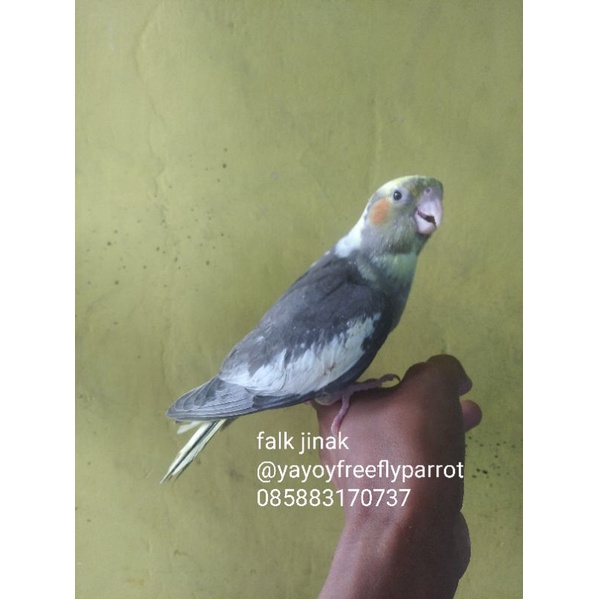 falk Parkit Australia jinak pied grey