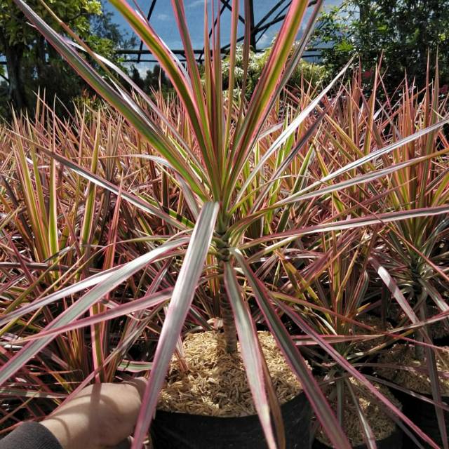 Tanaman dracena tricolor merah