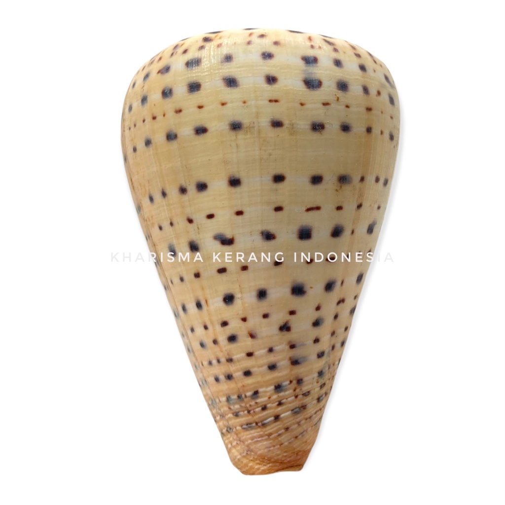 KHARISMA KERANG INDONESIA CONUS LEOPARDUS SHELL CANGKANG KERANG LAUT HIAS KERANG KOLEKSI CANGKANG KE